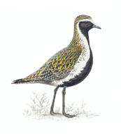 plover